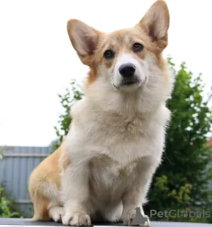 Photos supplémentaires: welsh corgi pembroke chiots filles de Interchampion