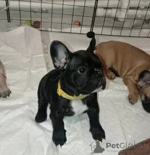 Photo №1. bouledogue - à vendre en ville de Rostov-sur-le-Don | 493€ | Annonce №78694