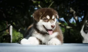 Photos supplémentaires: Chiots colorés de Malamute d'Alaska