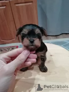 Photos supplémentaires: Chiots Yorkie miniatures.