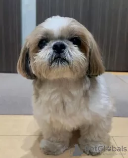 Photo №1. shih tzu - à vendre en ville de Helsinki | 379€ | Annonce №51133