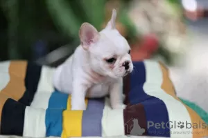 Photo №1. bouledogue - à vendre en ville de Oranienburg | 246€ | Annonce №32401