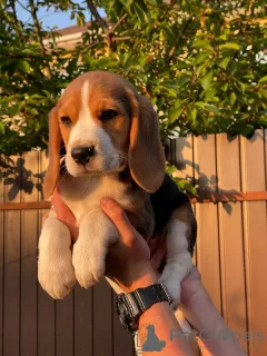 Photos supplémentaires: Le charmant chiot beagle est à la recherche d'un foyer et des plus tendres