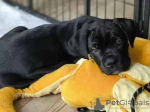 Photo №1. cane corso - à vendre en ville de Berlin | Gratuit | Annonce №126584