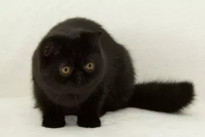 Photo №4. Je vais vendre exotic shorthair en ville de Zaporijia. de la fourrière - prix - 1000€