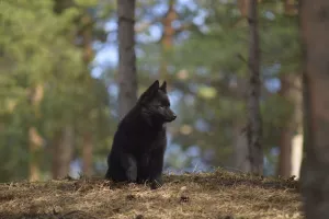 Photo №4. Je vais vendre schipperke en ville de Syktyvkar. annonce privée - prix - négocié