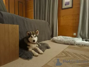 Photo №2 de l'annonce № 57528 de la vente malamute de l'alaska - acheter à Suisse annonce privée