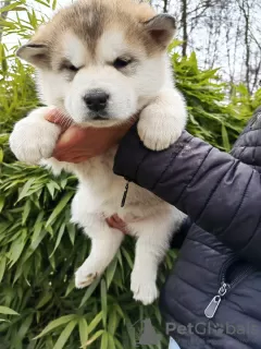 Photo №1. malamute de l'alaska - à vendre en ville de Slovenj Gradec | 1300€ | Annonce №88443