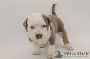 Photo №1. american bully - à vendre en ville de Varsovie | 600€ | Annonce №105801