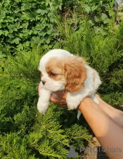 Photo №3. Cavalier King Charles Spaniel fille. Fédération de Russie