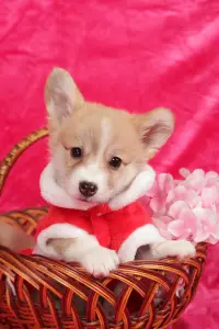 Photo №4. Je vais vendre welsh corgi en ville de Moscou. annonce privée - prix - 697€