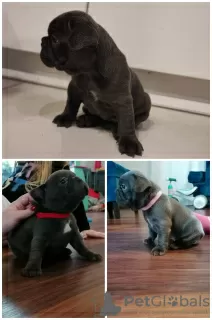 Photo №4. Je vais vendre bouledogue en ville de Lublin. annonce privée, éleveur - prix - négocié