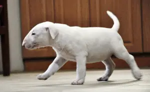 Photo №3. Chiot bull terrier. Ukraine