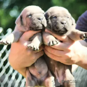 Photos supplémentaires: Chiots cane corso