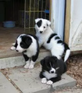 Photo №1. border collie - à vendre en ville de Varsovie | négocié | Annonce №108314