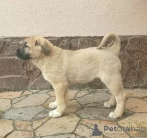 Photos supplémentaires: Chiots Kangal Turc