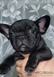 Photo №1. bouledogue - à vendre en ville de Дрезден | 404€ | Annonce №128251