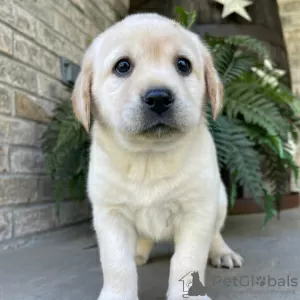 Photo №3. FEMELLE LABRADOR RETRIEVER À VENDRE. Brésil