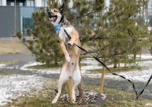 Photos supplémentaires: Beau chien Billy en cadeau