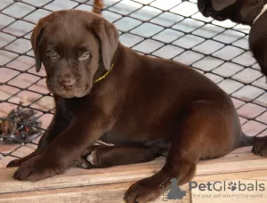 Photo №2 de l'annonce № 9832 de la vente labrador retriever - acheter à Fédération de Russie éleveur