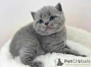 Photo №1. british shorthair - à vendre en ville de Buffalo | 246€ | Annonce № 88665