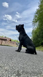 Photos supplémentaires: tricot. Cane corso mâle