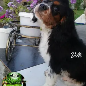 Photo №1. cavalier king charles spaniel - à vendre en ville de Brest | 500€ | Annonce №3203