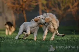 Photo №3. Chiots Saluki. Biélorussie