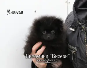 Photos supplémentaires: Beau chiot d'un spitz de Poméranie. Fille noire