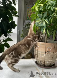 Photos supplémentaires: Marbre Snow Bengal Boy