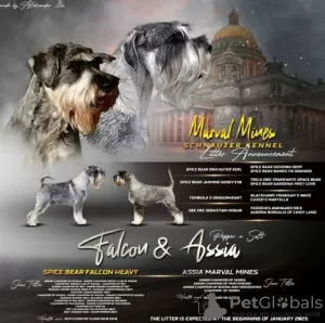 Photo №1. schnauzer moyen - à vendre en ville de Stara Pazova | négocié | Annonce №129107