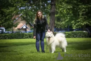 Photos supplémentaires: Chiots Samoyèdes à vendre