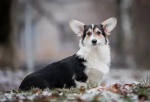 Photos supplémentaires: Fille Welsh Corgi Pembroke