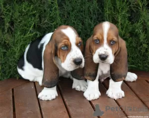 Photo №2 de l'annonce № 44901 de la vente basset hound - acheter à Grèce 