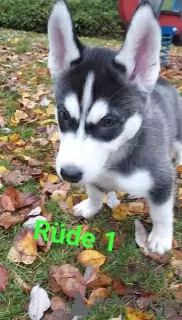 Photo №1. husky de sibérie - à vendre en ville de Würzburg | 1000€ | Annonce №79531