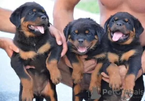 Photo №2 de l'annonce № 113447 de la vente rottweiler - acheter à Serbie éleveur