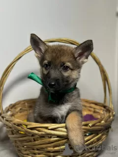 Photo №3. Les chiots cherchent un foyer. Fédération de Russie