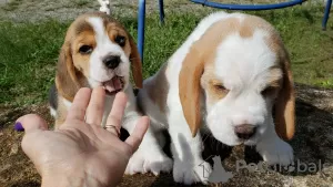 Photos supplémentaires: Adorables chiots beagle à vendre.