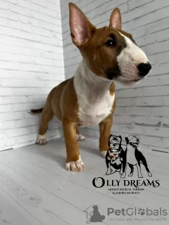 Photo №1. bull terrier - à vendre en ville de Berlin | 2300€ | Annonce №44732