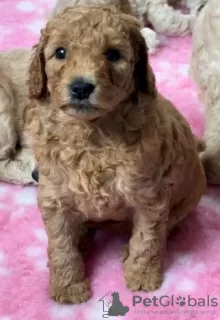 Photo №3. Adorables chiots Goldendoodle miniatures prêts à partir aujourd'hui. USA