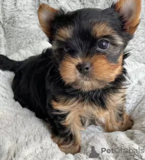 Photo №4. Je vais vendre yorkshire terrier en ville de Wolfsburg. de la fourrière, de l'abri, éleveur - prix - 200€