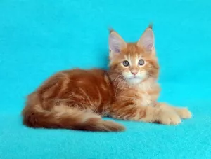 Photo №2 de l'annonce № 6265 de la vente maine coon - acheter à Fédération de Russie de la fourrière