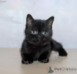 Photo №1. british shorthair - à vendre en ville de Elafonisos | 350€ | Annonce № 65079