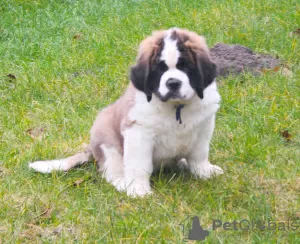 Photo №1. saint-bernard - à vendre en ville de Brest | 1000€ | Annonce №8292