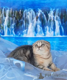 Photo №1. scottish fold - à vendre en ville de Stavropol | 332€ | Annonce № 29242