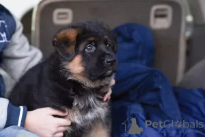 Photos supplémentaires: Chiots berger allemand