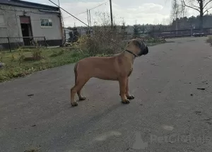 Photo №1. bullmastiff - à vendre en ville de Москва | 1141€ | Annonce №15278