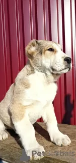 Photos supplémentaires: Chiots de SAO Alabai