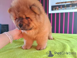 Photos supplémentaires: Chiots chow-chow