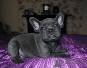 Photo №1. bouledogue - à vendre en ville de Аугсбург | 190€ | Annonce №129372